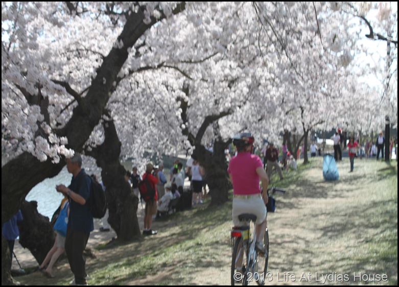 cherry blossoms 10