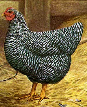 plymouth rock chicken