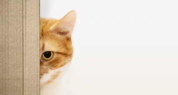 Cara Merawat Kucing yang Mengalami Penyiksaan: Pedoman dan Tips