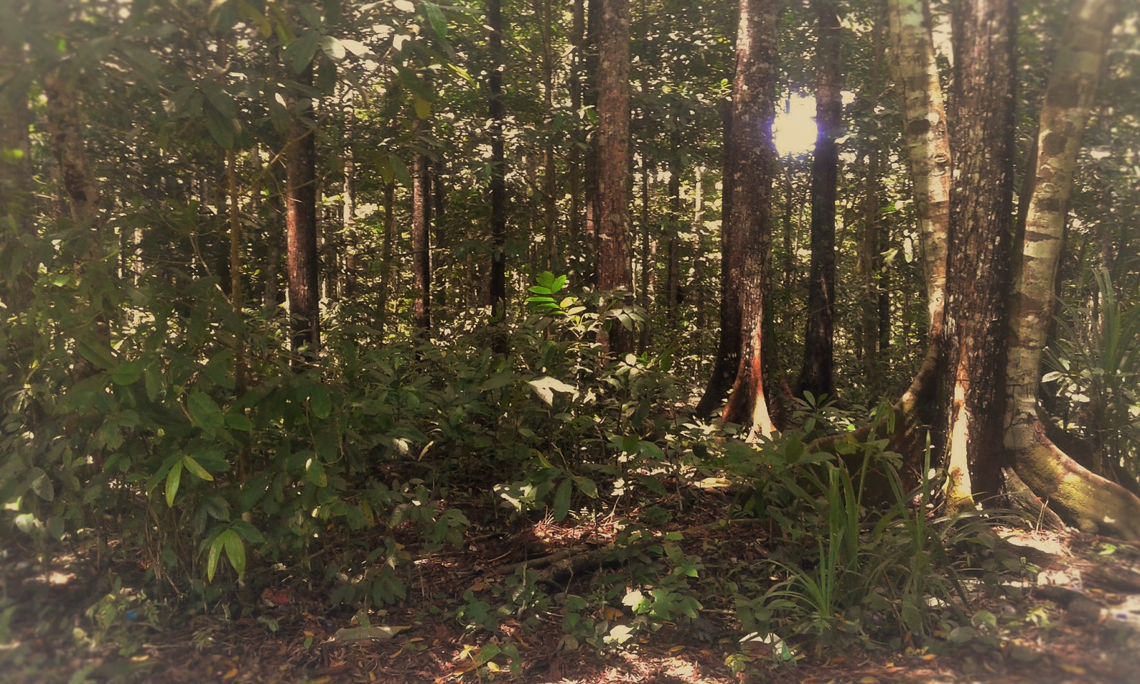 Potret hutan Gunung Meja Manokwari - Papua Barat  Anak Pantai