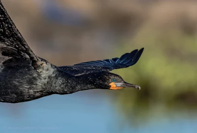 Cormorant in Flight - Woodbridge Island, Cape Town  Processed in Lightroom Classic CC 7.3