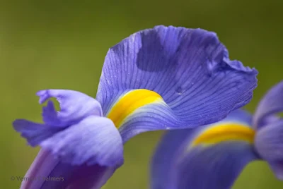 Blue Iris Flower Cape Town - Focal length: 116mm  Av Mode: f/8 / ISO 400 Canon Close-Up Filter
