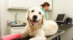 Pet Insurance Is Exponentially Developing In The USA