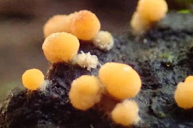 艾 台灣的真菌手札 Emily Amy Allan S Taiwan Fungi Journal No 434 Bactridium Flavum 黃色桿孢黴