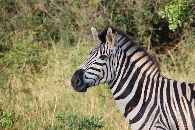 Zebra conservation efforts