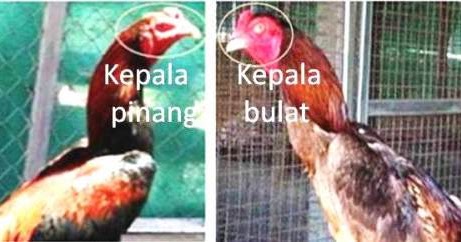 Ciri kepala ayam  bangkok yang bagus dan pinang 