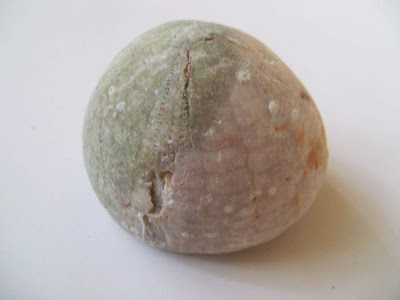 Fossil Sea Urchin / Echinoid