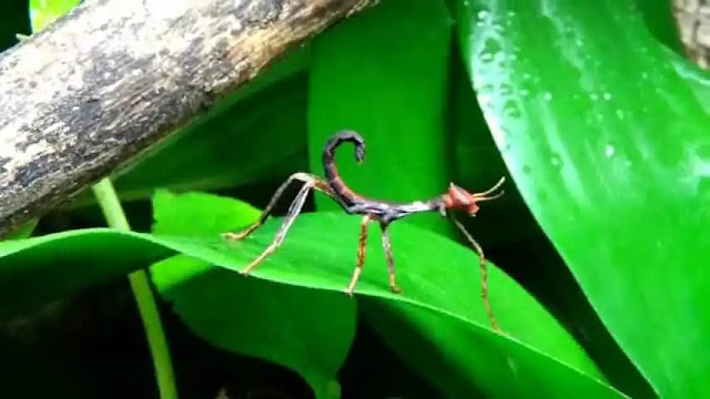 stick insect classification and identification