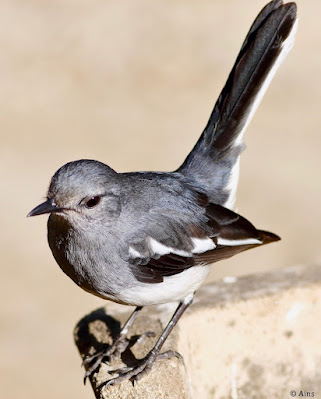 "Oriental Magpie-Robin - Copsychus saularis, resident common, female perched on a tree stump."