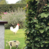 “COCK OFF!”, Troll, and other irritations ......