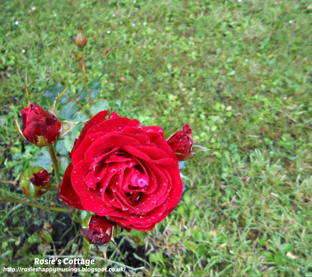 Beauty in nature, raindrops on a rose...