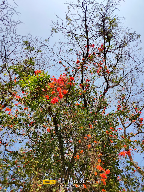 Red Flowers