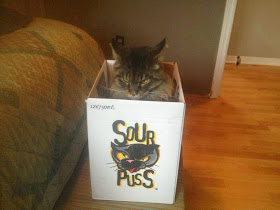 Funny cats - part 85 (40 pics + 10 gifs), cat sits in box with label Sour Puss