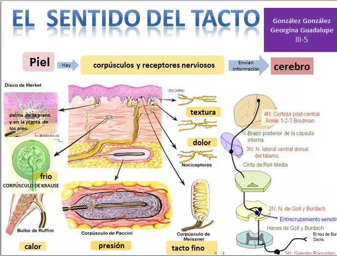 Resultado de imagen de el sentido del tacto