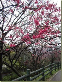 Picture 005
