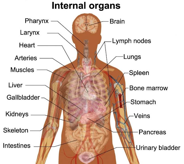 6 Internal Body Organs People Can Live Without