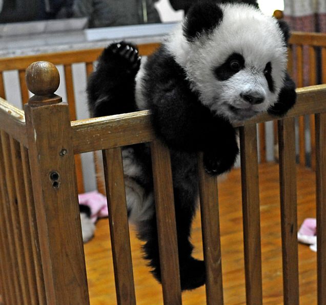 baby panda