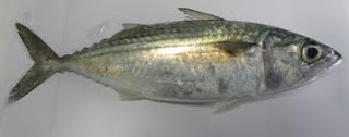 ikan kembung segar