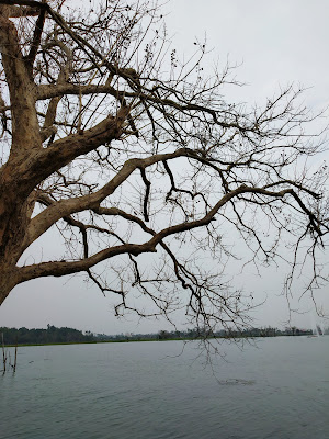 LEAFLESS TREES IN AUTUMN SEASON