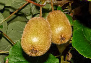 Surprises discovered in decoded kiwifruit genome