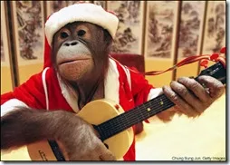 MONOS NAVIDAD, MACACOS, CHIMPANCES BUSCOIMAGENES COM (3)