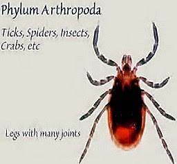 ARTHROPODA