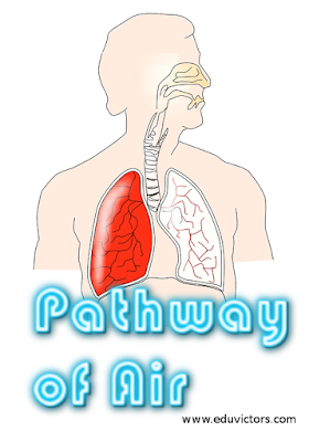 CBSE Class 10 - Science - Life Processes - Pathway of Air (#cbseNotes)