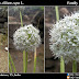 Allium cepa Medicinal Uses (Family: Alliaceae)