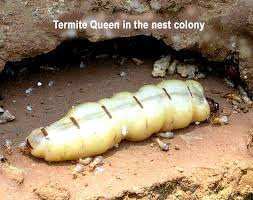 The queen termite.