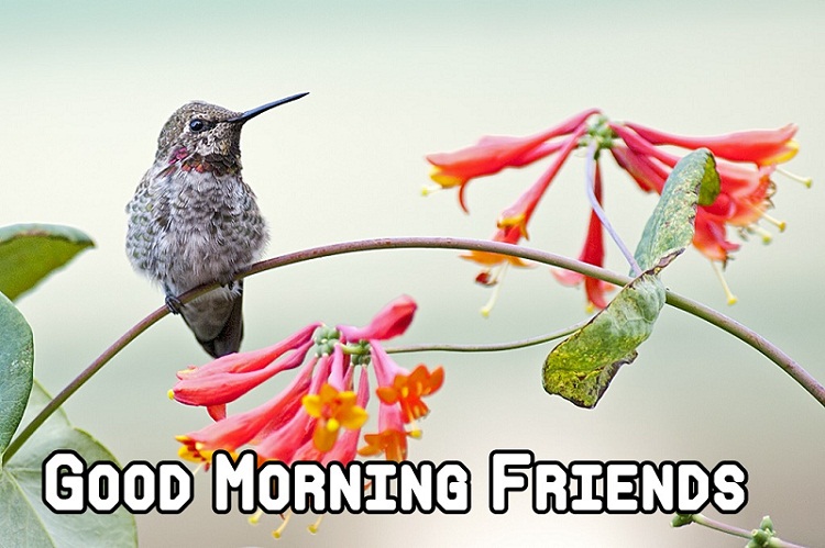 HD Good Morning Wishes With Birds