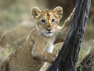 Lion Cub Normal Desktop Backgrounds,Stills,Wallpapers