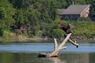 Double-crested cormorant sunning itself