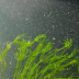  Nitella flexilis