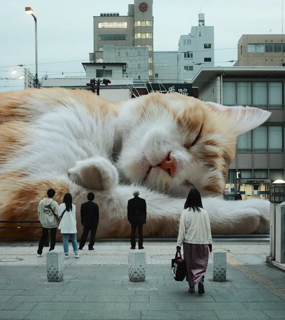 Giant cat sleeps in the middle of the road. Image: Matt McCarthy.