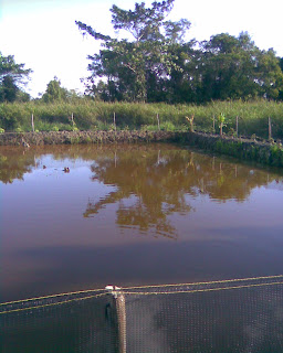 Gallery kelinjau Foto Tambak Ikan  Budidaya Ikan  Nila  