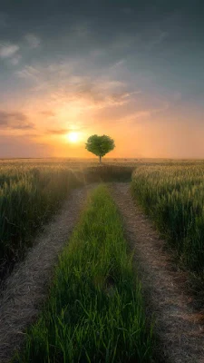 iPhone Wallpaper: Tree, Sunset, Field, Grass, Nature, HD