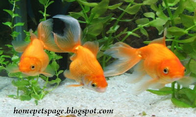 Goldfish as Home Pets