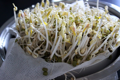 Mung bean sprouts 绿豆芽