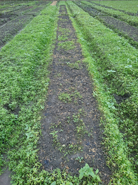 田間試驗，拉水線，蓋銀黑布，Field experiment, pull the water line, cover the silver black cloth,
