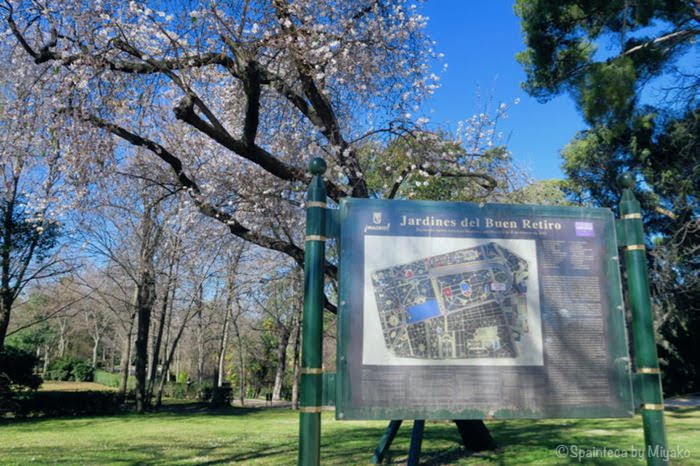 レティーロ公園で春のお花見 マドリードは桜にそっくりなピンク色のアーモンドの花が咲きました Parque De El Retiro Spainteca 味なスペインにさそわれて