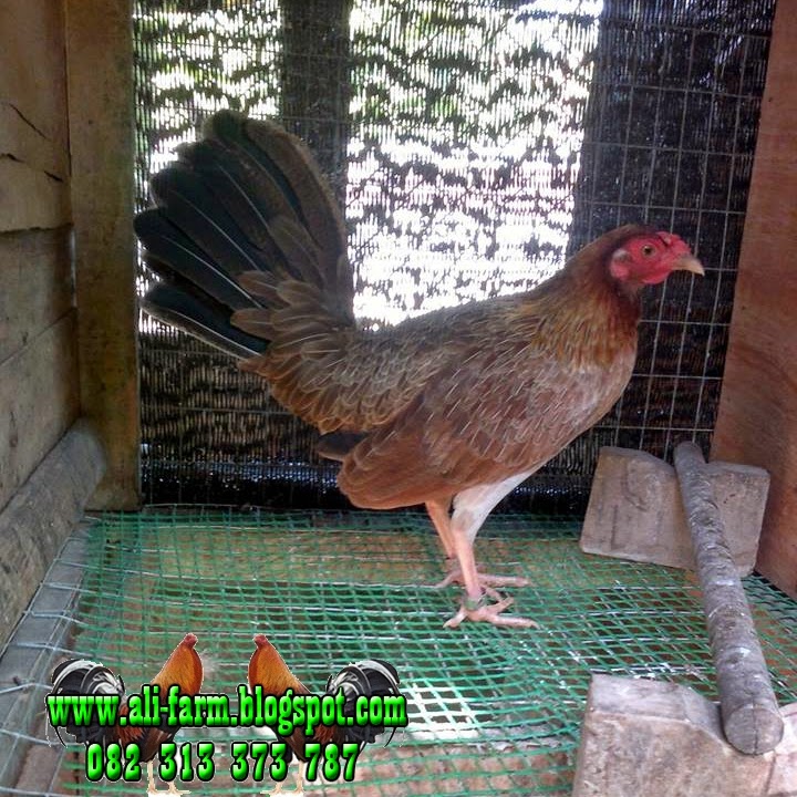 ALI FARM AYAM  IMPORT FILIPINA BETINA 