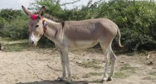 Animals name in hindi