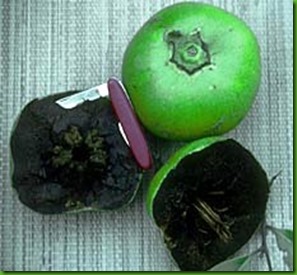 Black Sapote small