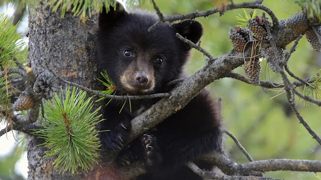 Black Bear