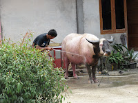 tana toraja sulawesi indonesia