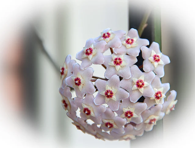 Flores de Clepia blancas agrupadas en forma de balon