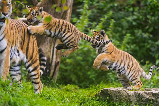 Jumping after each other on mom! by Tambako the Jaguar from flickr (CC-ND)