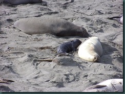 Elephant Seals 2012 004