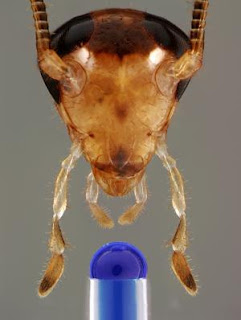 This is the head of a male German cockroach, showing the four major external chemosensory-paired appendages. The antennae extend upward (black compound eyes behind them), the longer maxillary palps and shorter labial palps extend downward, and the paired paraglossae are on either side of the mouth. Each appendage contains many sensory hairs, some of which function in gustation. A tastant is delivered to the mouth in a dyed (blue) drop of water. Credit: Ayako Wada-Katsumata and Andrew Ernst 