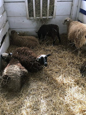 Five small sheep in a small white-boarded pen, deeply bedded in straw. Most are lying down, and they're many shades of brown and patchy, with white-and-black heads.